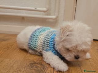 Maltese dogs Tiny Korean maltese - Advert 2