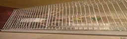 Budgerigars birds for sale: Budgie pair - Advert 3