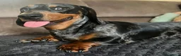 Miniature Dachshund dogs for sale: Miniature Dachshund. X1 Choc and tan available  - Advert 15