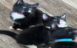 British Shorthair cats for sale: 6 x cutest kittens ever  - Image 1