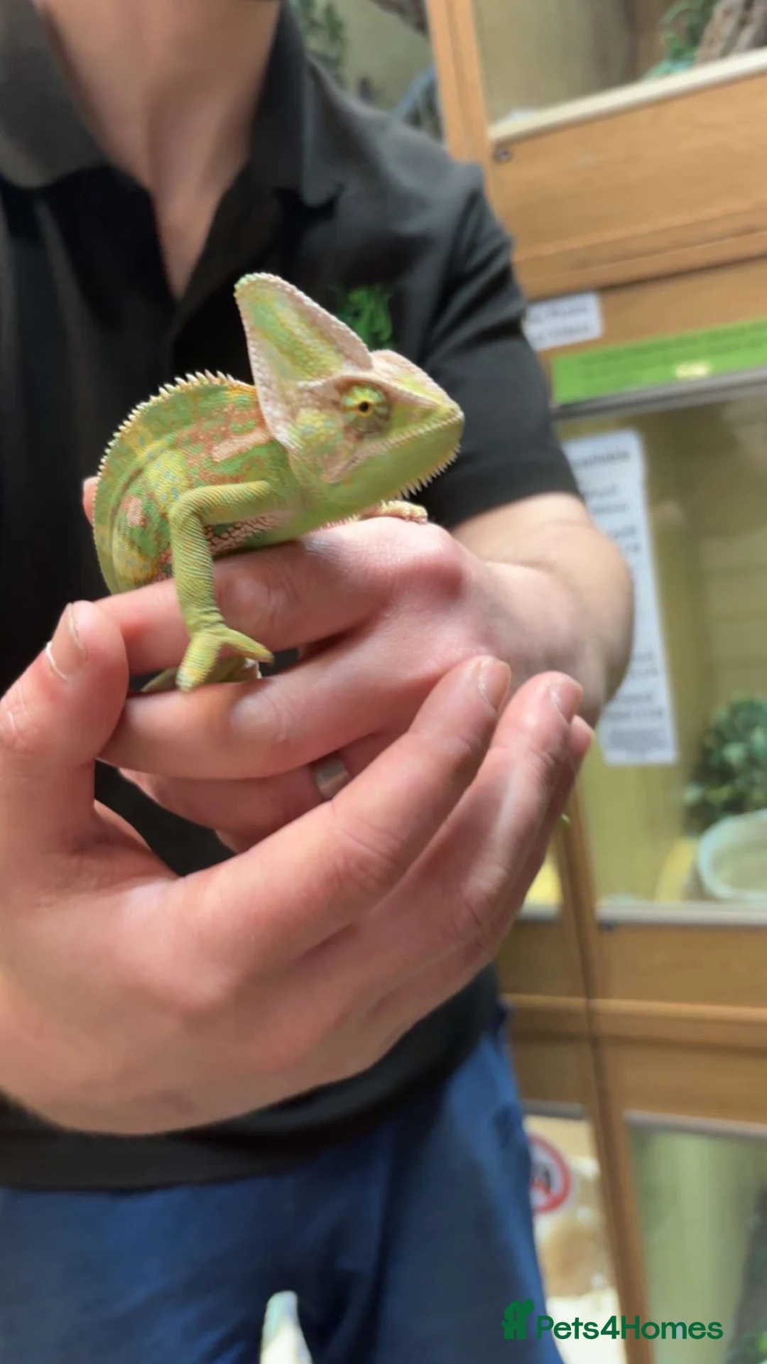 Chameleon reptiles for sale: Male Yemen chameleon and full set up  in Cardiff - Advert 2