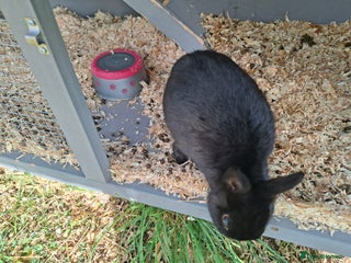 Dwarf Lop rabbits 2 female rabbits - Advert 4