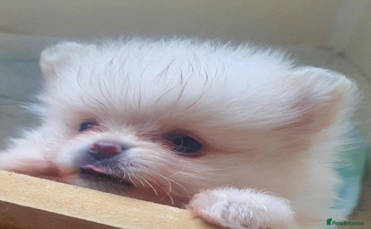 Pomeranian dogs - Advert 2