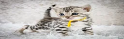 Bengal cats for sale: Stunning Silver Snow ❄️ Bengal Kittens  - Advert 24