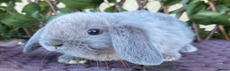 Mini Lop rabbits for sale: Pure mini lop babies  - Advert 2