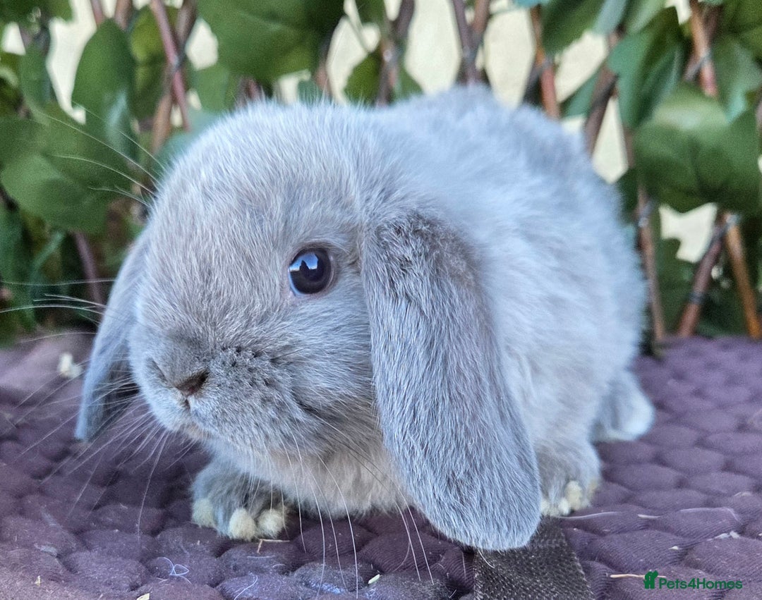 Mini Lop rabbits for sale: Pure mini lop babies  - Advert 2
