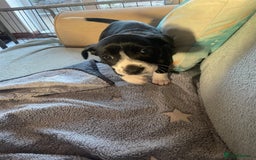 Mixed Breed dogs for sale: Aussie shepherd/staffy - Advert 30