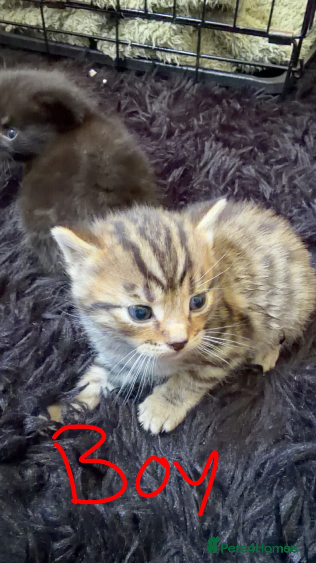 Mixed Breed cats for sale: Kittens for sale  - Advert 2