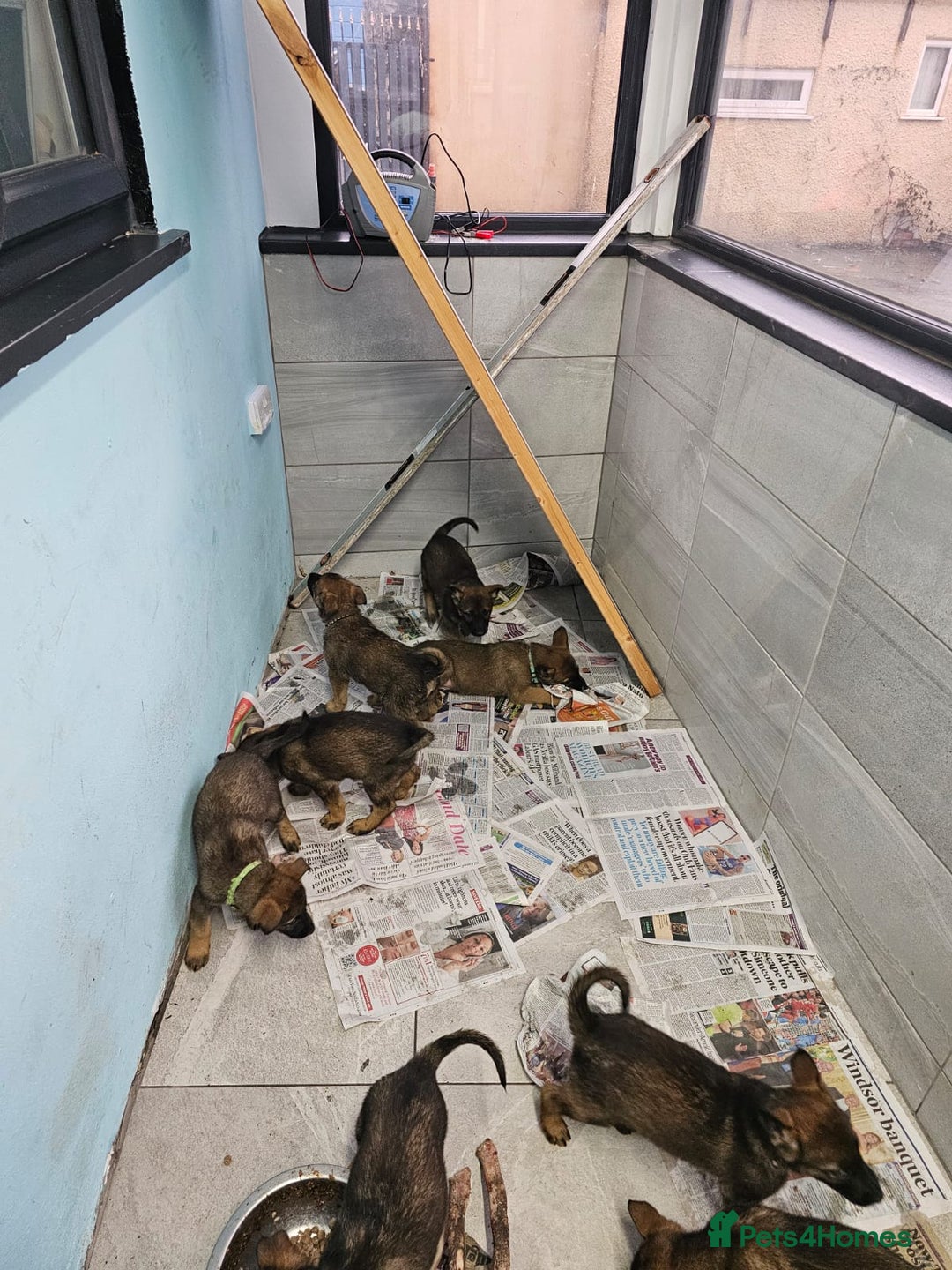 Belgian Shepherd Dog dogs for sale: Belgian malinois cross Czech Shepherd  - Advert 22