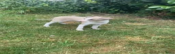 Italian Greyhound dogs for sale: Italian greyhounds in Doncaster - Advert 1