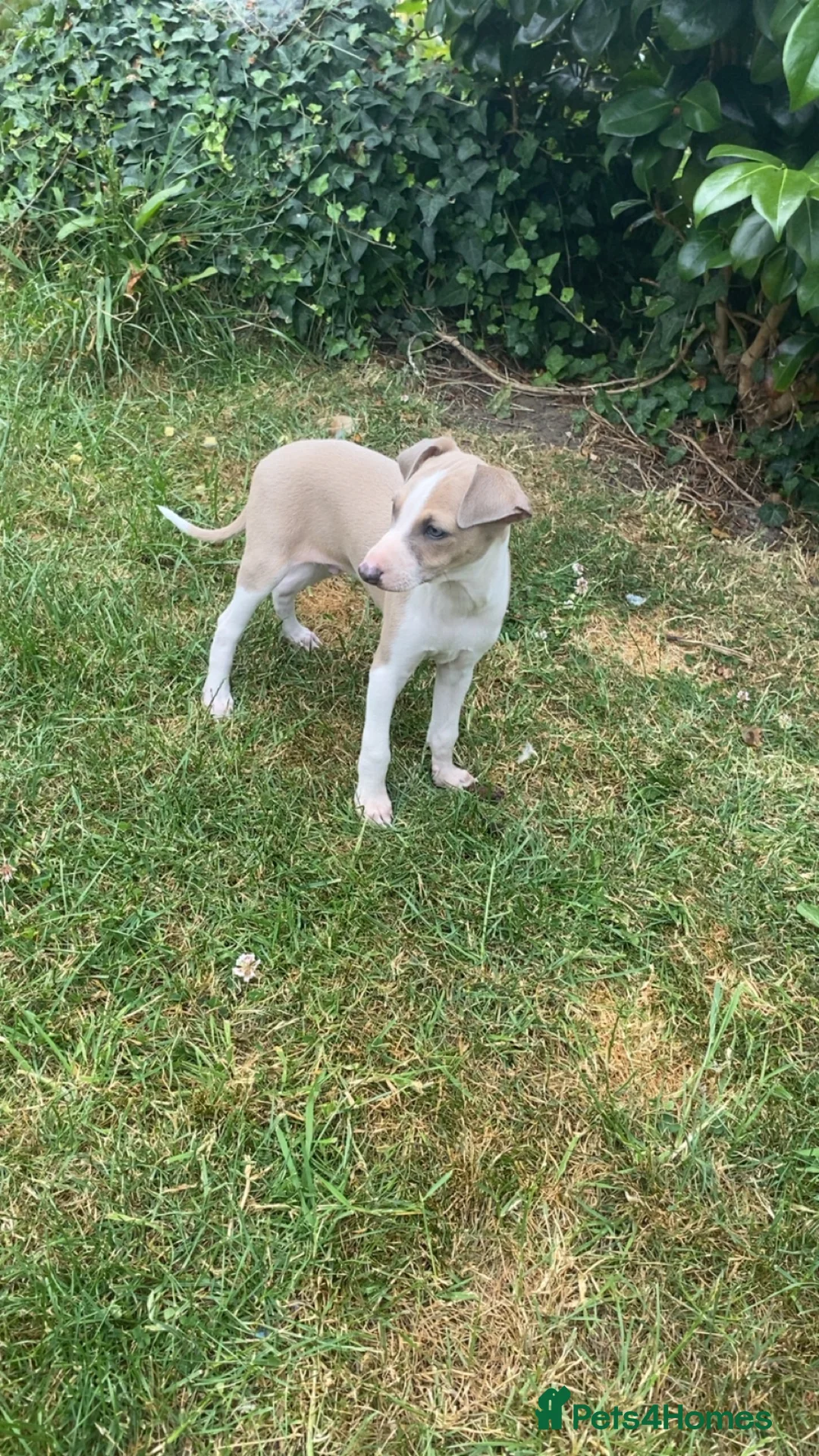 Italian Greyhound dogs for sale: Italian greyhounds in Doncaster - Advert 1