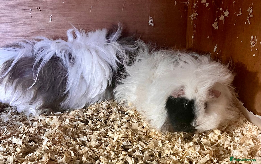 Guinea Pig rodents for sale: Lunkarya sows available - Advert 3
