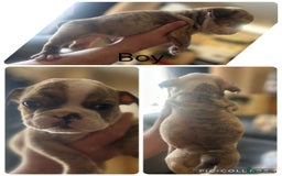 English Bulldog dogs for sale: English bulldogs  - Image 3