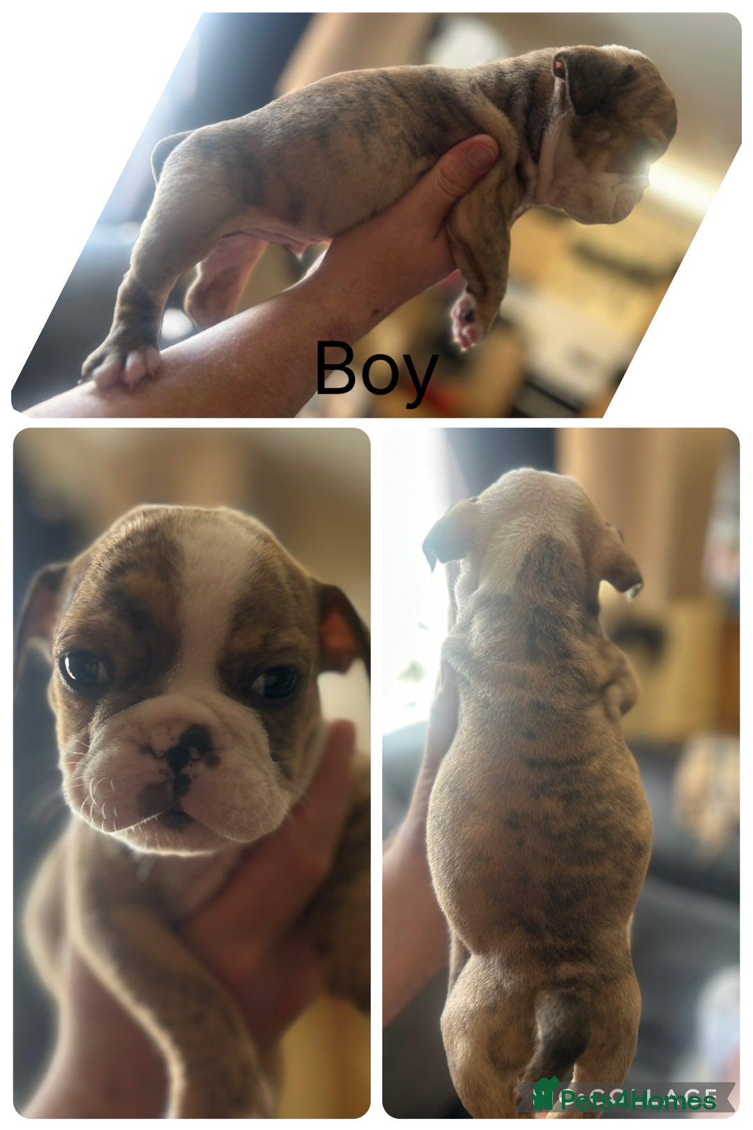 English Bulldog dogs for sale: English bulldogs  - Image 3