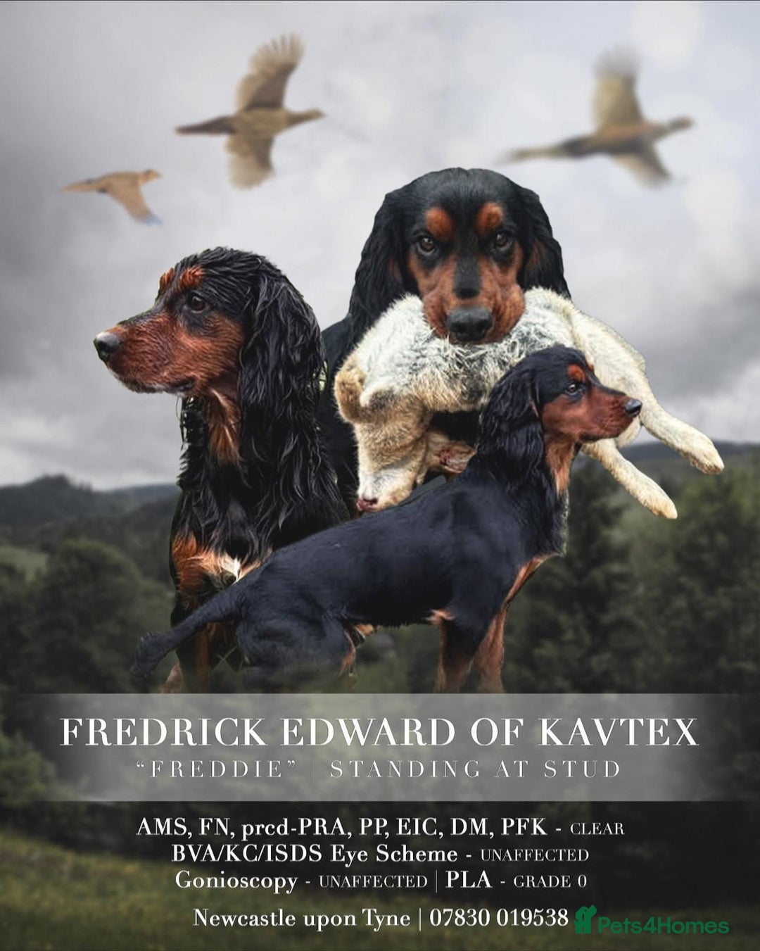 Cocker Spaniel dogs for sale: KC Reg Red Cocker Boy - Advert 4