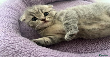 Scottish Fold cats - Advert 5