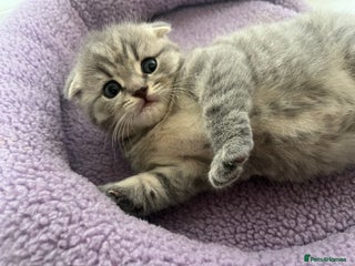 Scottish Fold cats for sale - Advert 1