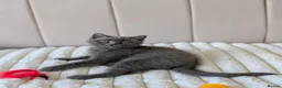 British Shorthair cats for sale: 🐾 Beautiful British Shorthair / Longhair Kittens  - Advert 19