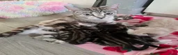 Mixed Breed cats for sale: 🔹️🔹️Lovely Kittens🔹️🔹️Ragdoll x domestic cat.  - Advert 14
