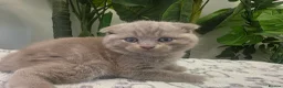 Mixed Breed cats for sale: Gorgeous blue Scottish Fold British Longhair Boy  - Advert 7