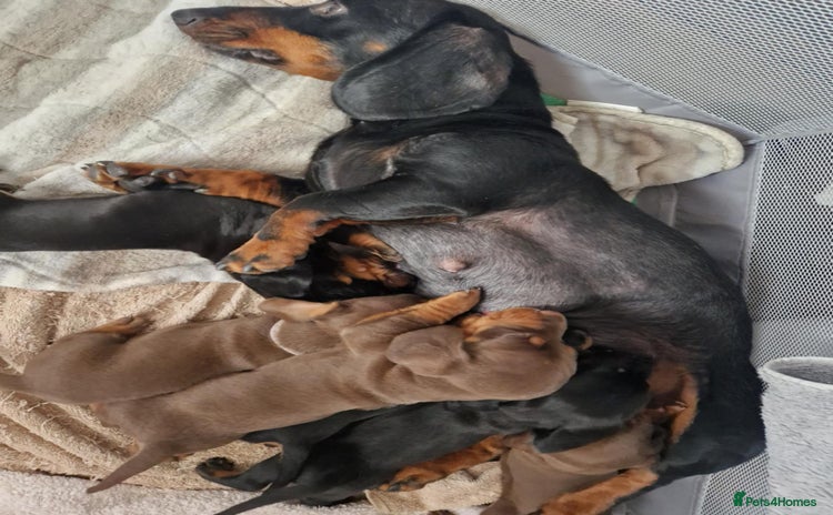 Dachshund dogs - Advert 4