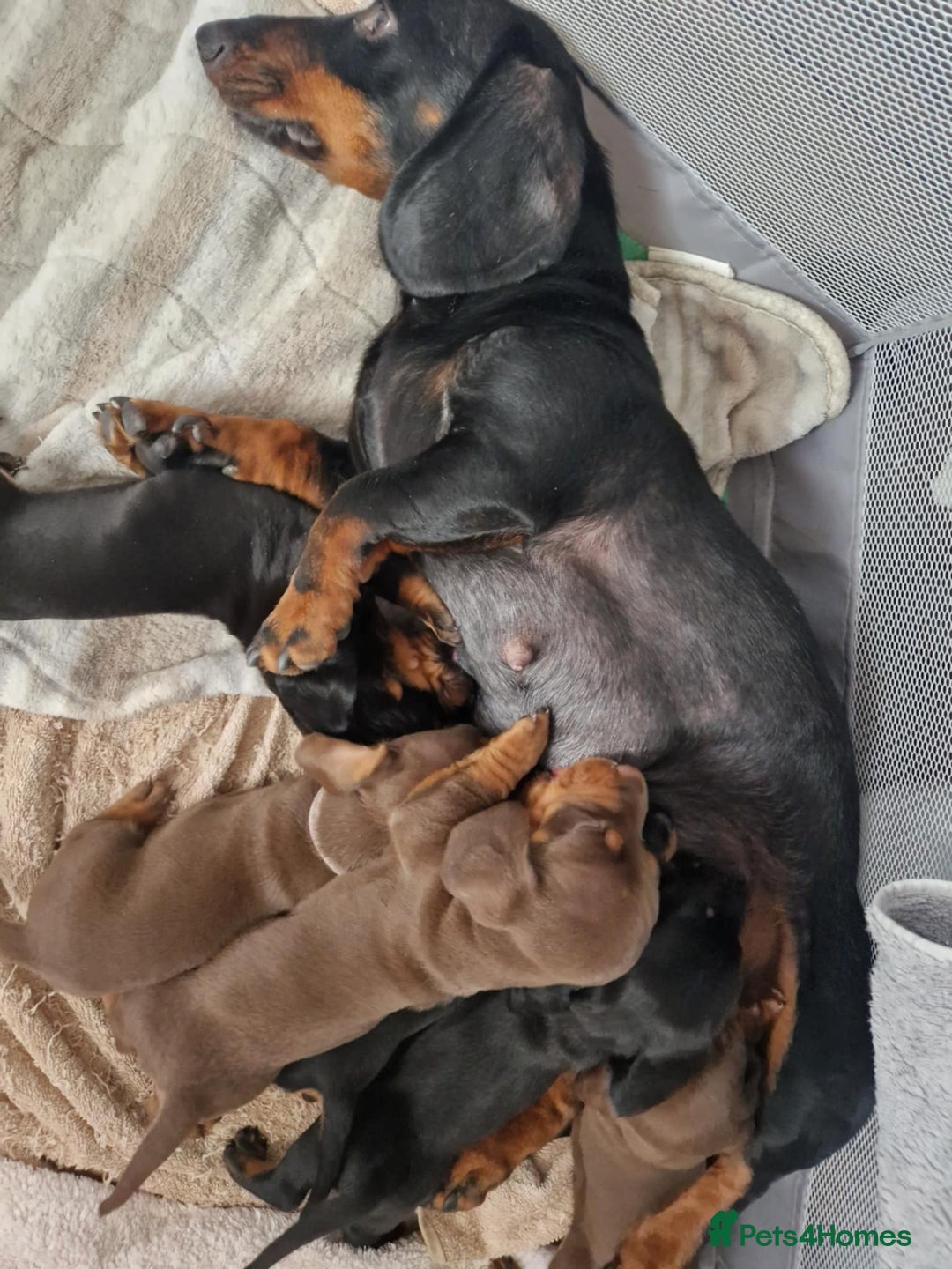 Dachshund dogs for sale: dachshund puppies  - Image 1