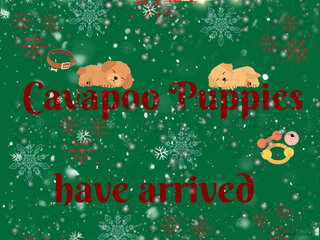 Cavapoo dogs Gorgeous Cavapoo Puppies - Advert 1