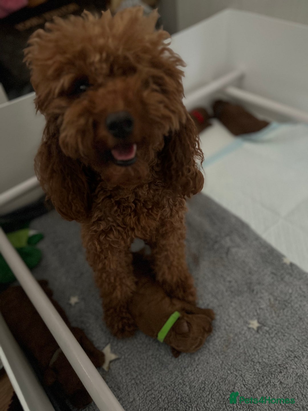 Toy Poodle dogs for sale: 6 Exquisite Red Toy Poodles. Parents DNA Clear - Image 6