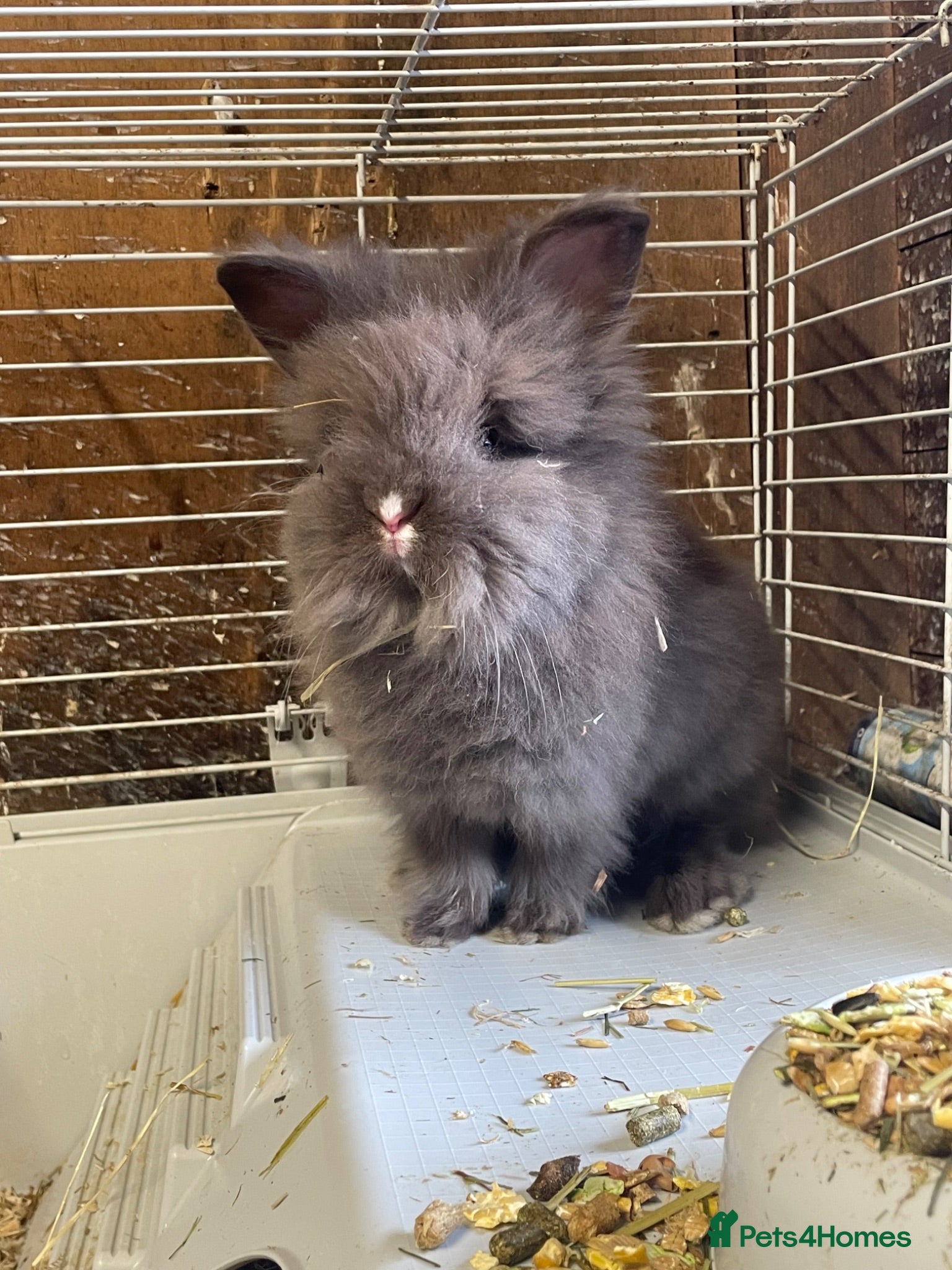 Lionhead rabbits Beautiful Baby Lionhead Bunnies  - Advert 1