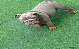 English Bulldog dogs for sale: £1500 REDUCED 2 boys & 1 girl available  in Dagenham - Image 36