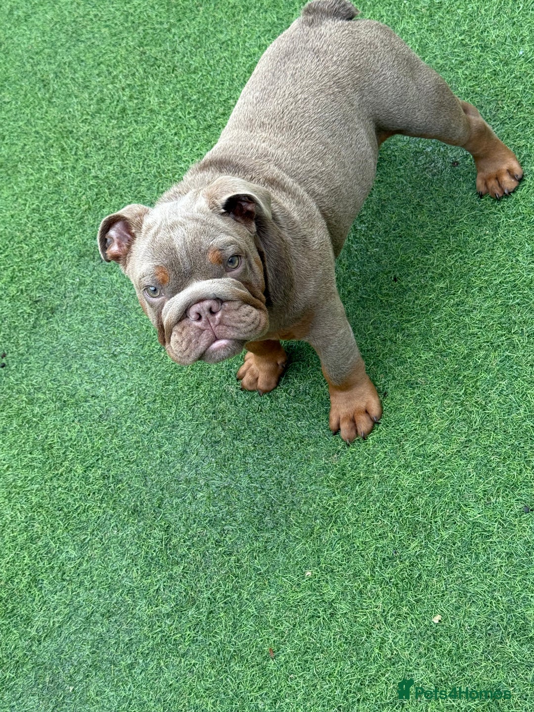 English Bulldog dogs for sale: £1500 REDUCED 2 boys & 1 girl available  in Dagenham - Image 36