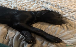 Labrador Retriever dogs for sale: Black Labrador retriever  - Image 1