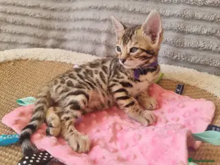 Bengal cats Stunning Litter of Bengal Kittens. Tica Registered - Advert 2