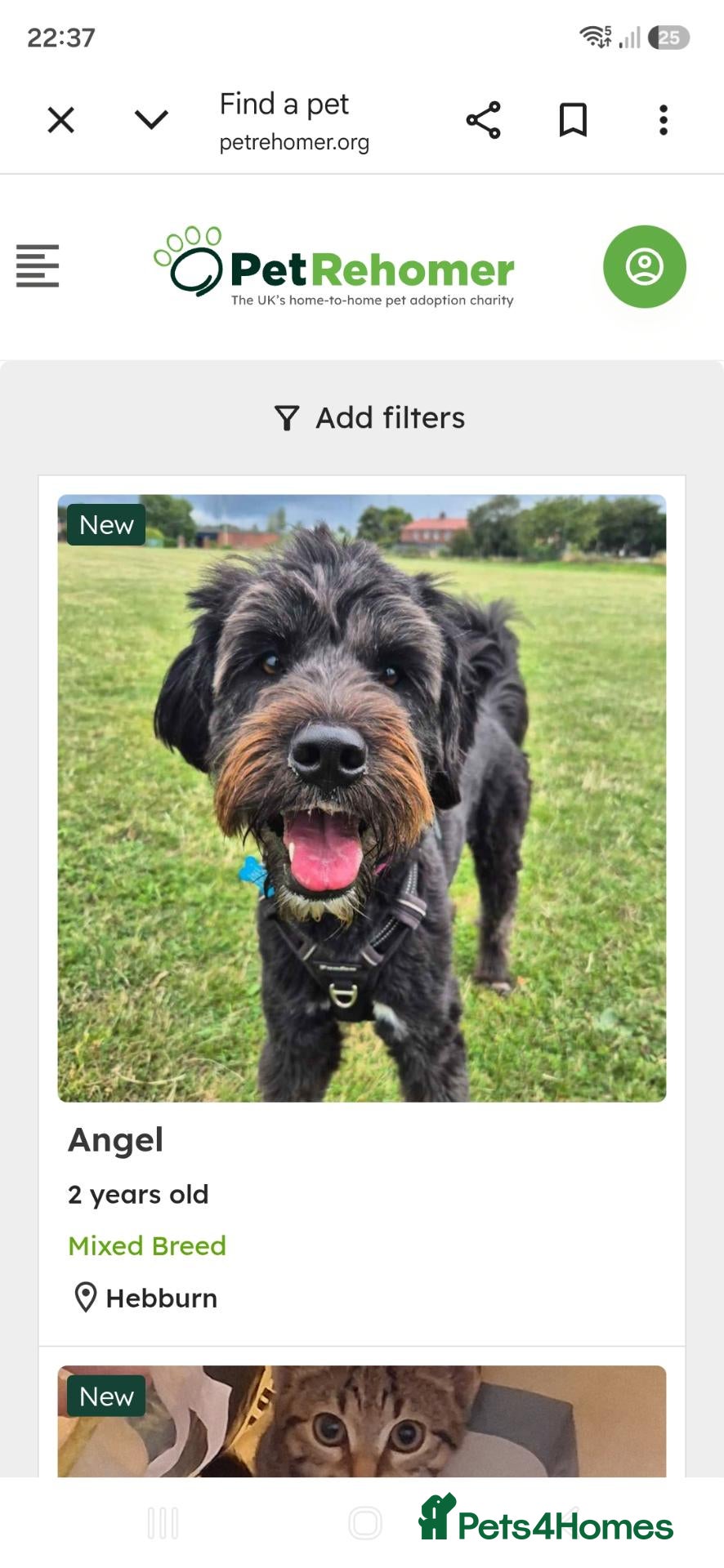 Mixed Breed dogs Beautiful 2 yrs girl rescued from kill shelter  - Advert 2