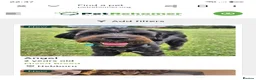 Mixed Breed dogs for sale: Beautiful 2 yrs girl rescued from kill shelter  in Hebburn - Advert 1