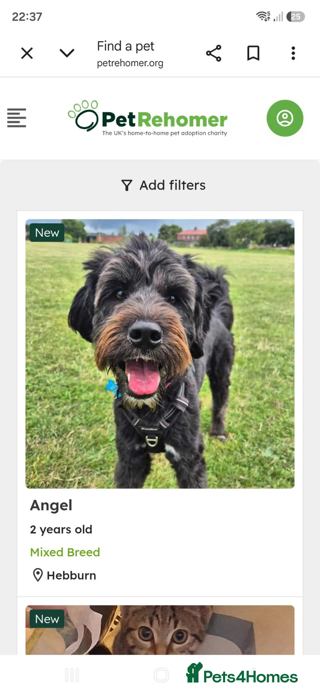 Mixed Breed dogs for sale: Beautiful 2 yrs girl rescued from kill shelter  in Hebburn - Advert 1
