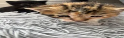 Mixed Breed cats for sale: Kittens  - Advert 11