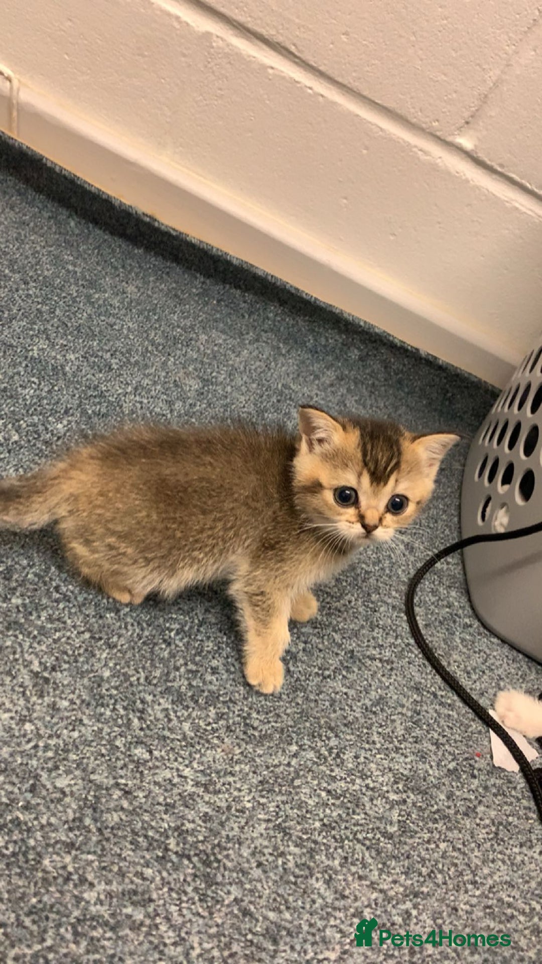 British Shorthair cats for sale: got 3 kittens for sale - Advert 5