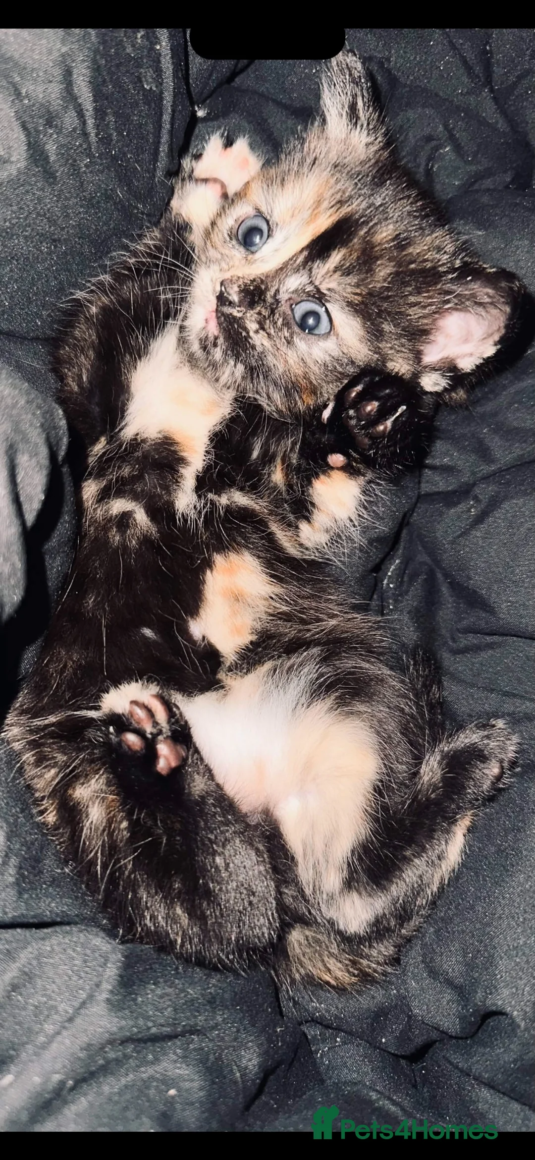 Mixed Breed cats for sale: Two beautiful cats for their forever homes - Advert 2
