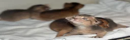 Abyssinian cats for sale:     Gorgeous kittens from champion parents 😽 - Advert 23