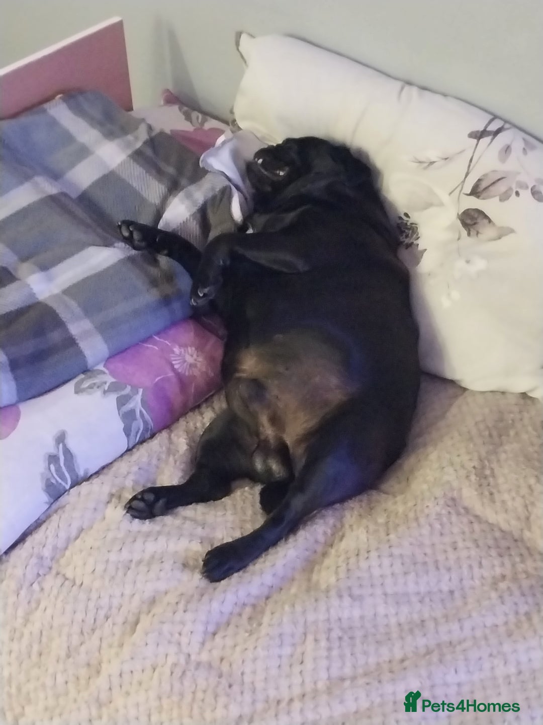 Pug dogs for sale: Max the pug  - Image 2