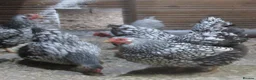 Hens poultry for sale: Hatching eggs  Silver Laced Wyandotte Bantams - Advert 2