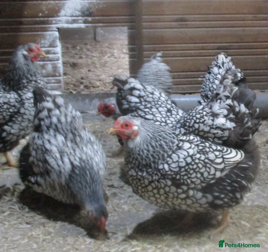 Hens poultry for sale: Hatching eggs  Silver Laced Wyandotte Bantams - Advert 2