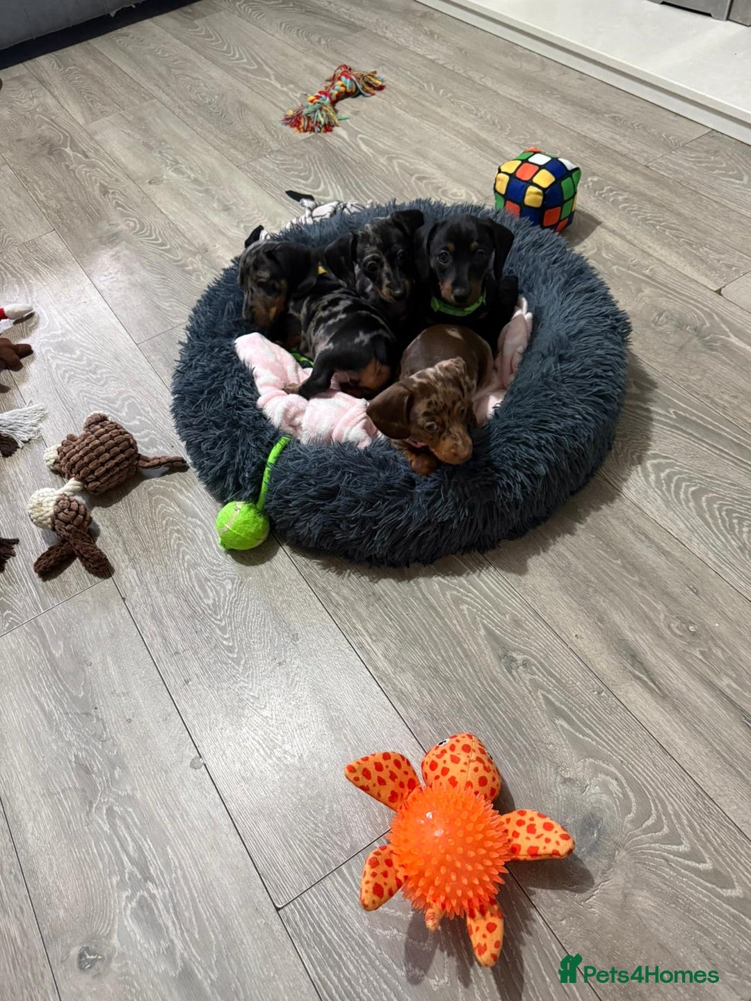 Miniature Dachshund dogs for sale: 8 Week Old Miniature Dachshund Puppies  - Advert 10