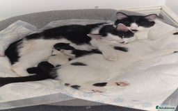 British Shorthair cats for sale: 3 kittens  - Image 3