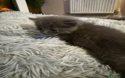 Mixed Breed cats for sale: Kittens for 5 star homes only  - Image 6