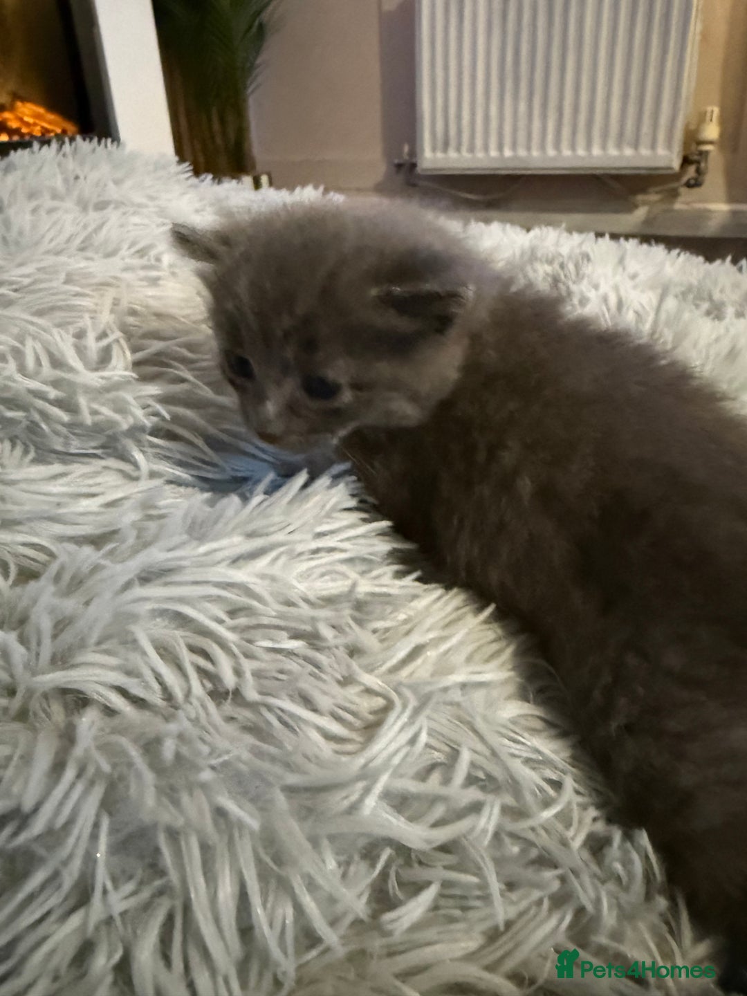 Mixed Breed cats for sale: Kittens for 5 star homes only  - Image 6