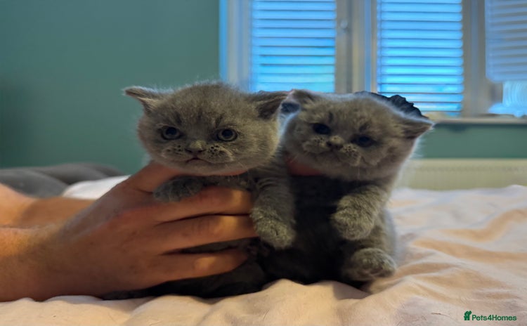 British Shorthair cats - Advert 7