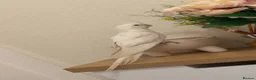 Parakeets birds for sale: African grey  - Advert 5
