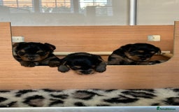 Yorkshire Terrier dogs for sale: Pedigree Healthy toy Yorkshire Terrier pups  - Image 3